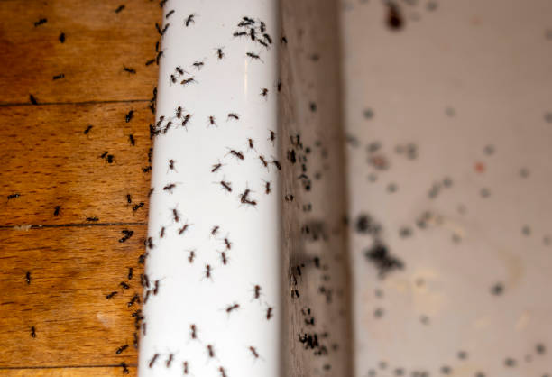 Best Cockroach Control Services  in Campbellsville, KY